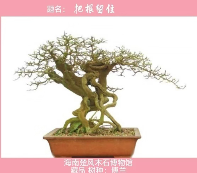 把根留住.jpg