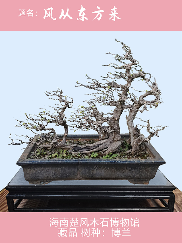 风从东方来.jpg