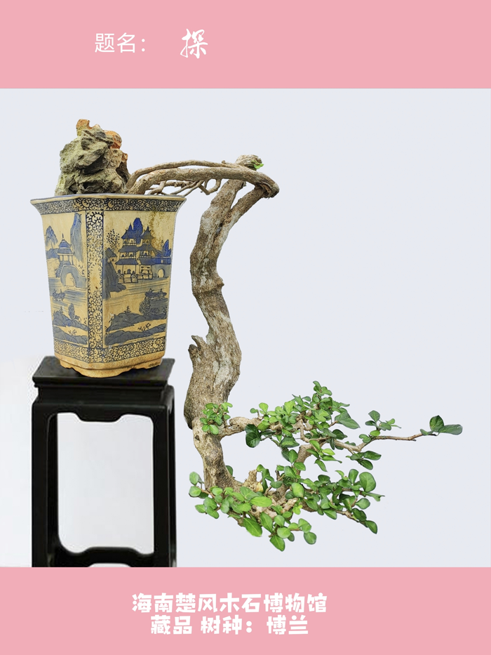 胡庆魁作品《探》.png